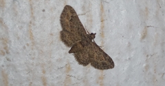 Eupithecia vulgata