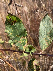 Salix bebbiana