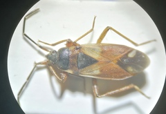 Eremocoris abietis