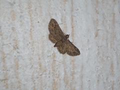 Eupithecia vulgata