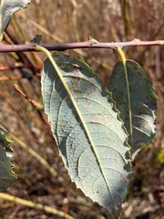 Salix bebbiana