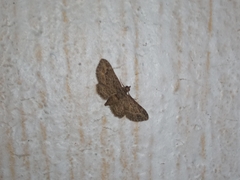Eupithecia vulgata