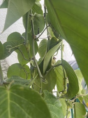 Cissus verticillata