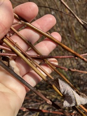 Salix bebbiana