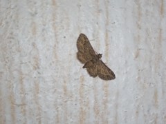 Eupithecia vulgata