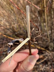 Salix bebbiana