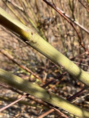 Salix bebbiana