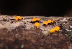 Dicephalospora rufocornea