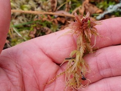 Sphagnum