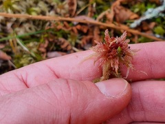 Sphagnum