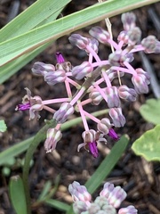 Ledebouria minima