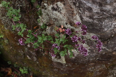 Origanum