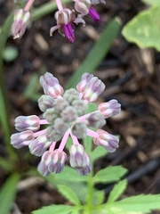 Ledebouria minima