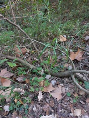 Brachypodium sylvaticum