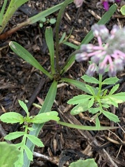 Ledebouria minima
