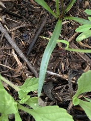 Ledebouria minima