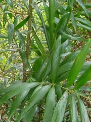 Calamus formosanus