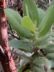 Arctostaphylos regismontana