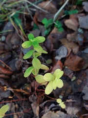 Hypericum maculatum