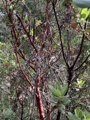 Arctostaphylos regismontana