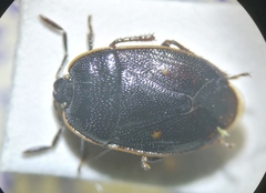 Adomerus biguttatus