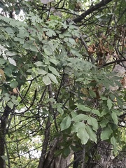 Fraxinus ornus