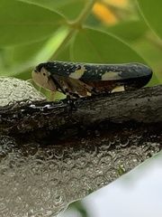 Ptyelus grossus