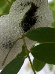 Ptyelus grossus
