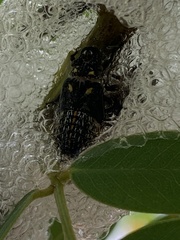 Ptyelus grossus