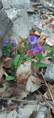 Pulmonaria