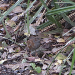 Prunella modularis occidentalis