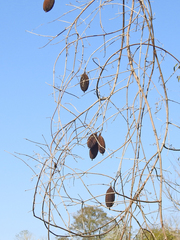 Amphilophium carolinae