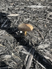 Agrocybe putaminum