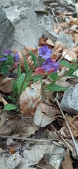 Pulmonaria