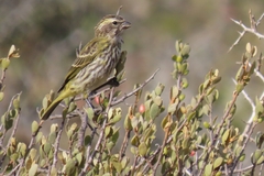 Crithagra flaviventris