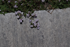 Fleischmannia pycnocephala