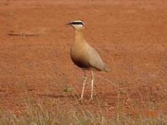 Cursorius coromandelicus