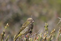 Crithagra flaviventris