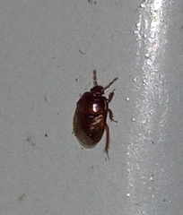 Insecta