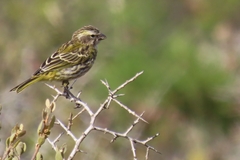 Crithagra flaviventris