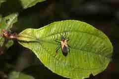 Leptoscelis limbativentris