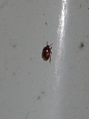 Insecta