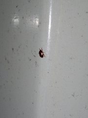 Insecta