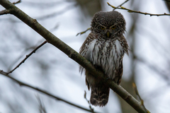 Glaucidium passerinum