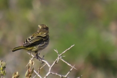 Crithagra flaviventris