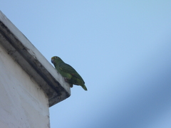 Amazona ochrocephala