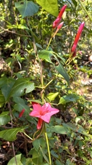 Ipomoea repanda