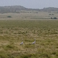 Anthropoides paradiseus