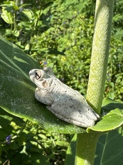 Osteopilus septentrionalis