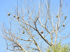 Annona